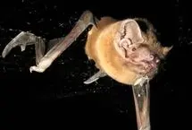 این خفاش از جت هم سریع تر است!