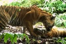 شکار لحظات نادر از زندگی ببرهای سوماترایی توسط دوربین‌های تله‌ای