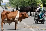 ببینید؛ حمله وحشتناک یک گاو به زن موتورسوار