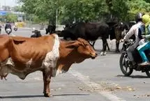ببینید؛ حمله وحشتناک یک گاو به زن موتورسوار