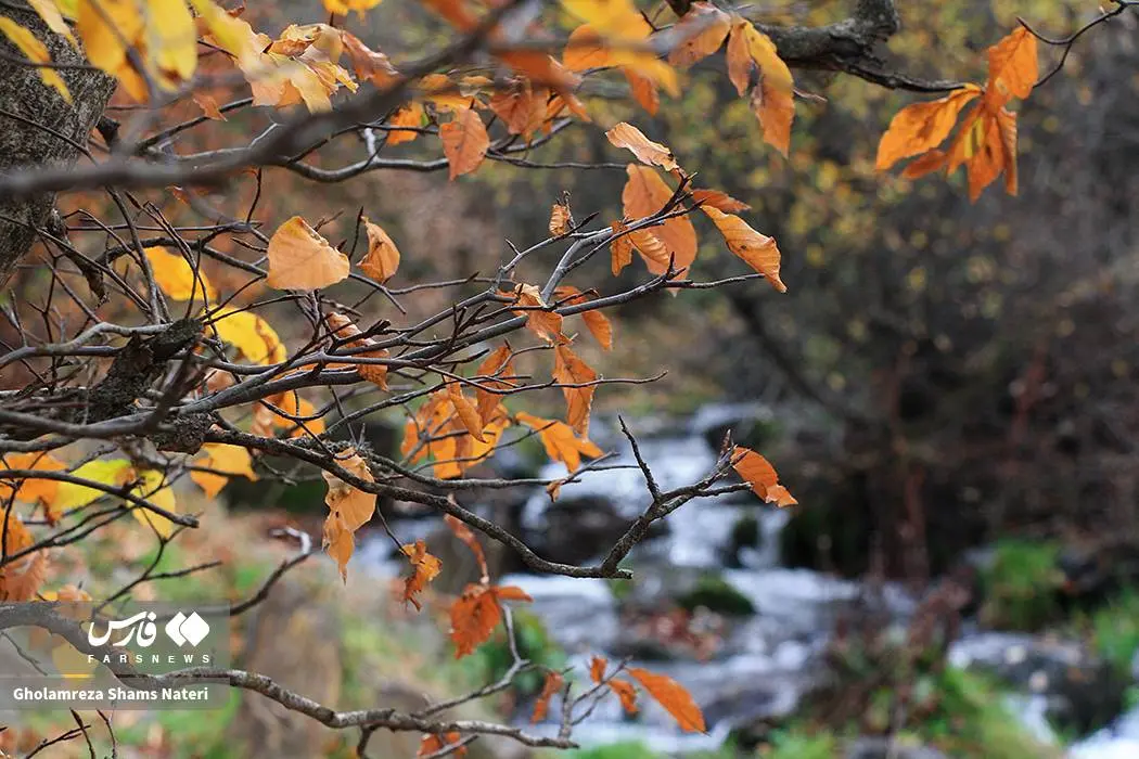 عکس صفحه گوشی پاییز