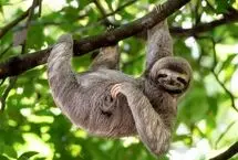 روز جهانی تنبل‌ها: وقتی کندی کلید بقاست