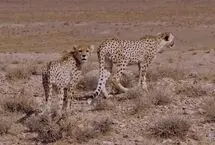 مشاهده دو توله یوزپلنگ جداشده از هلیا در میاندشت جاجرم
