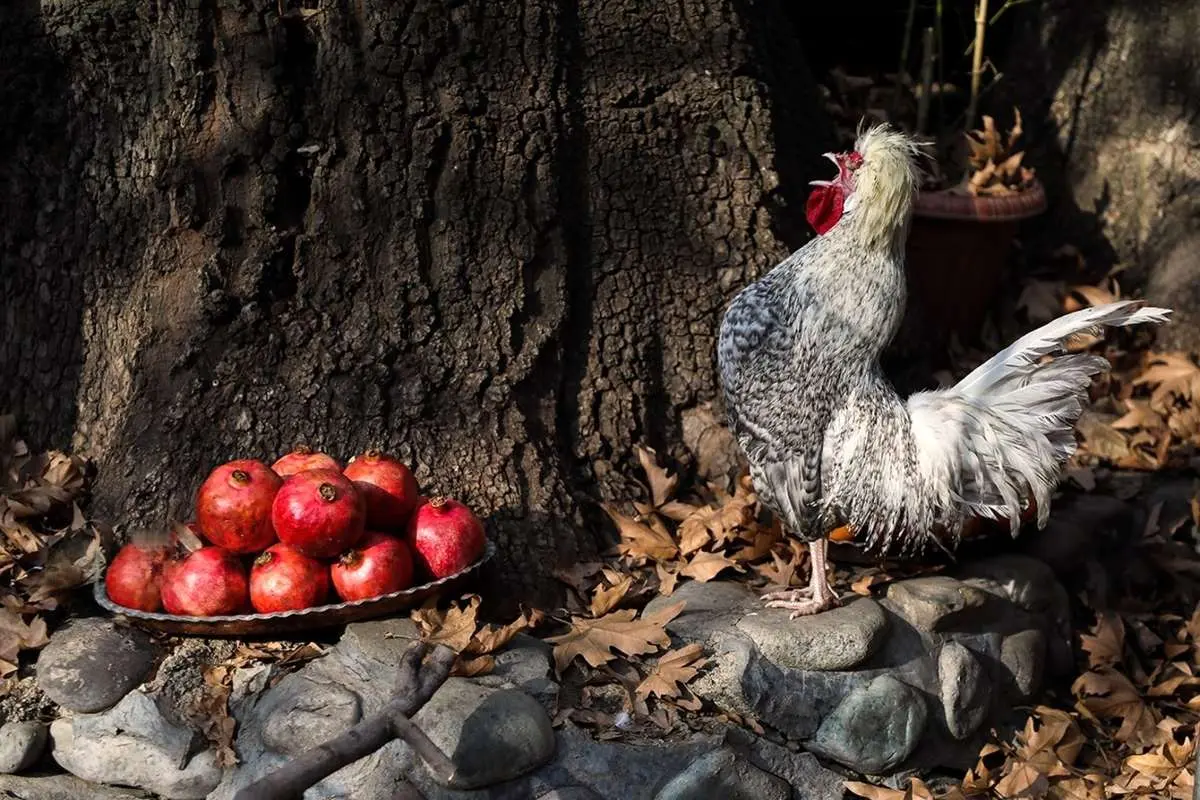 تصاویر؛ پاییز در کوچه باغ‌های درکه