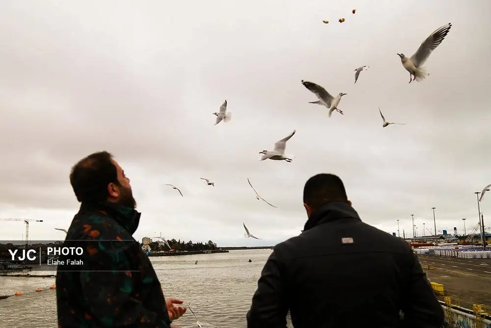 تصاویر؛ کاکایی‌ها؛ تماشایی‌ترین رفت‌وآمد زمستانی انزلی 23