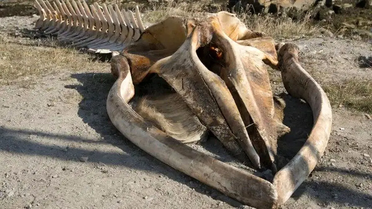 کشف نهنگ ۲۶ میلیون ساله
