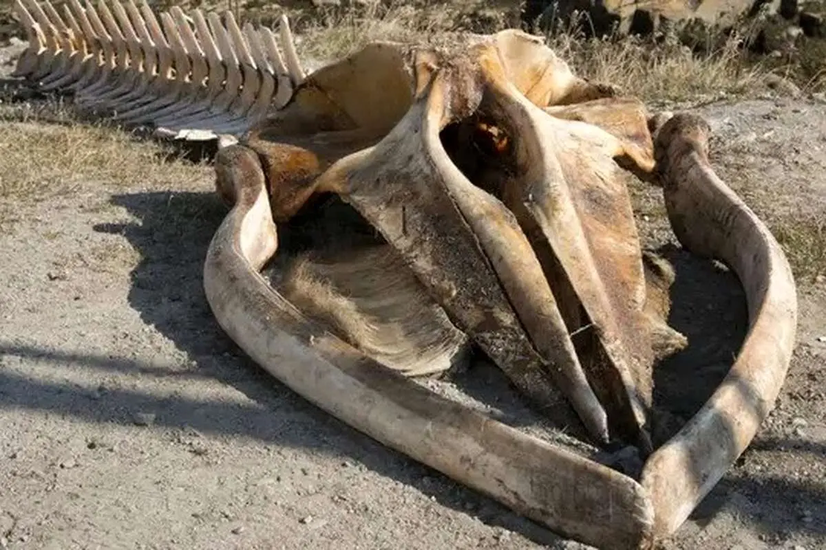 کشف نهنگ ۲۶ میلیون ساله