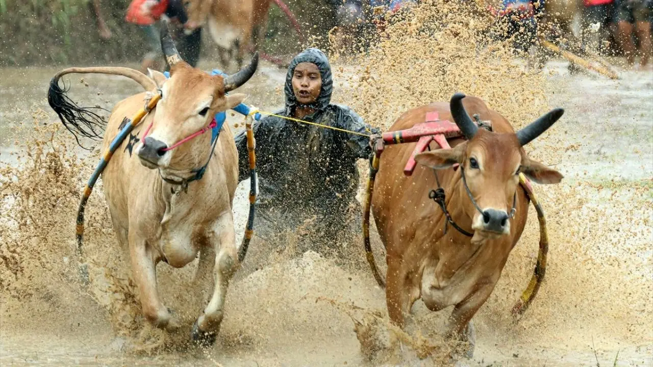 تصاویر؛ مسابقه سنتی گاوها در زمین‌ گل‌آلود شالیزار