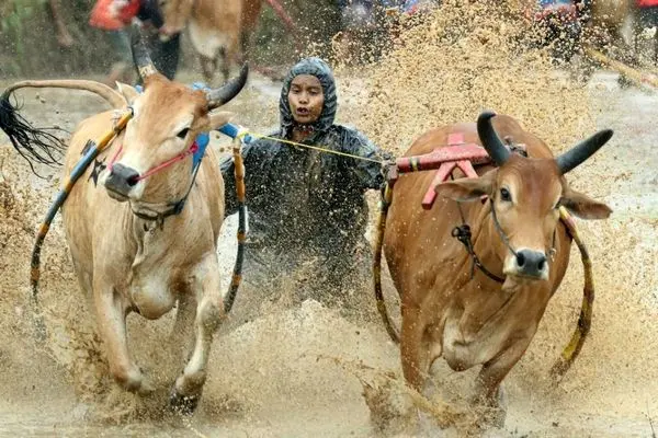 تصاویر؛ مسابقه سنتی گاوها در زمین‌ گل‌آلود شالیزار