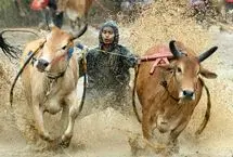 تصاویر؛ مسابقه سنتی گاوها در زمین‌ گل‌آلود شالیزار