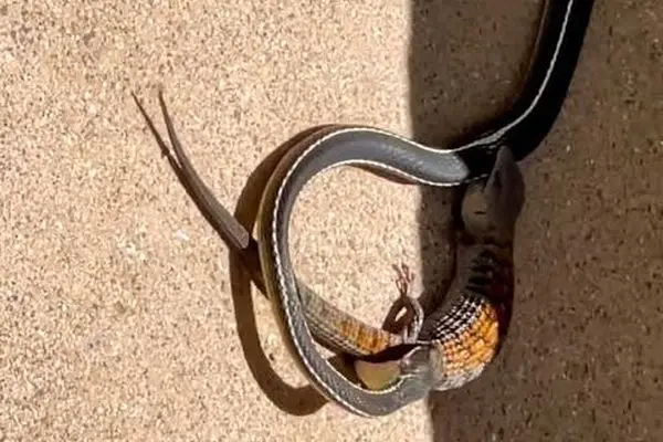 مارمولک در چنگ مار هم تسلیم نشد