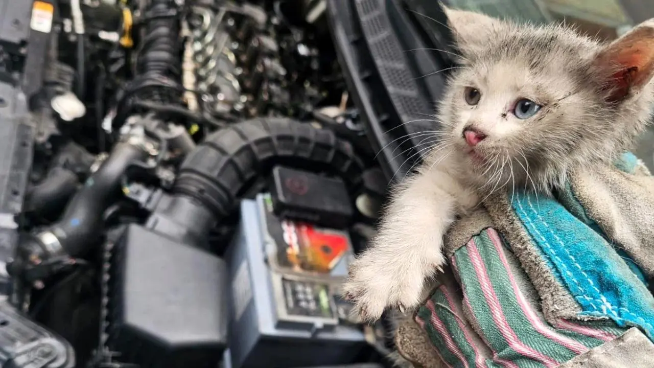 کشف ۵ بچه‌گربه در موتور خودرو پس از طی ۱۴ کیلومتر