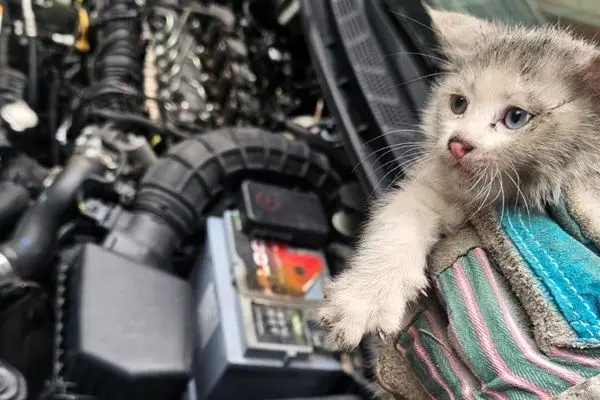 کشف ۵ بچه‌گربه در موتور خودرو پس از طی ۱۴ کیلومتر