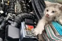 کشف ۵ بچه‌گربه در موتور خودرو پس از طی ۱۴ کیلومتر