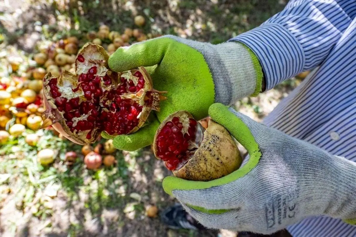 تصاویر؛ برداشت انار از باغهای یزد