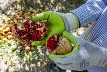 تصاویر؛ برداشت انار از باغ‌های یزد