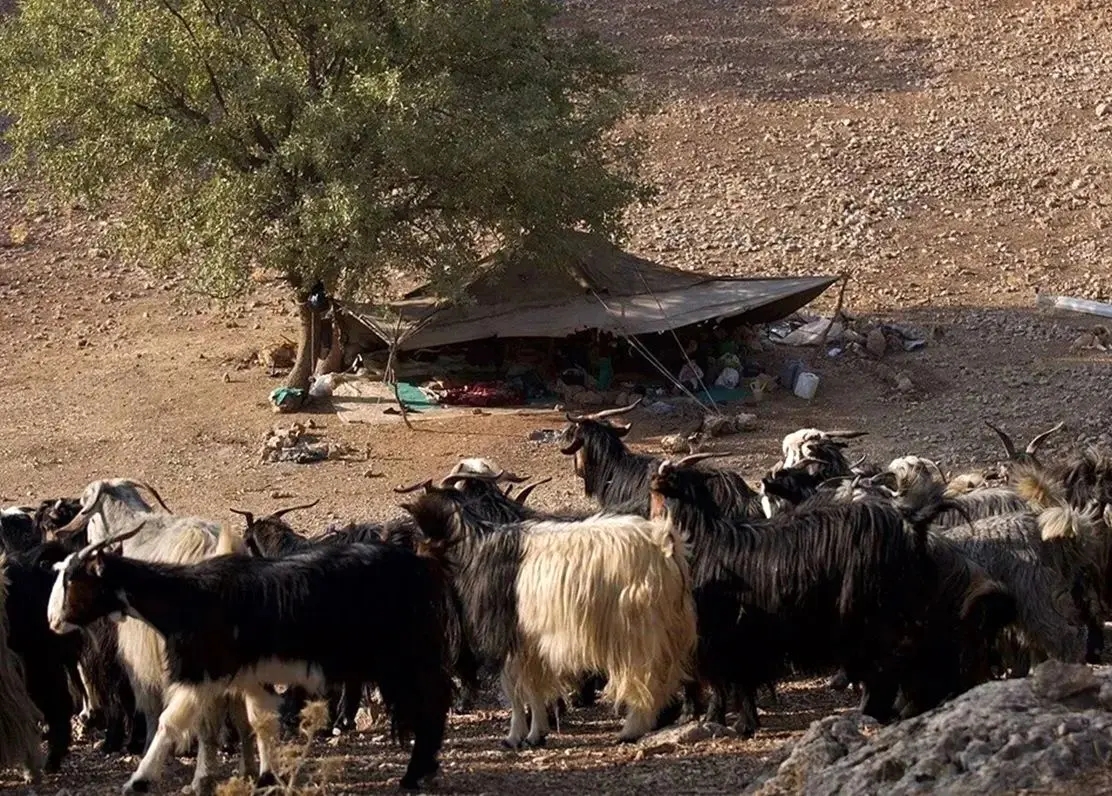 ایرانیان باستان ۹ هزار سال پیش «شیر» می‌نوشیدند!