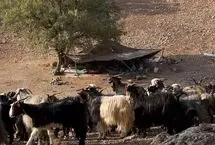 ایرانیان باستان ۹ هزار سال پیش «شیر» می‌نوشیدند!