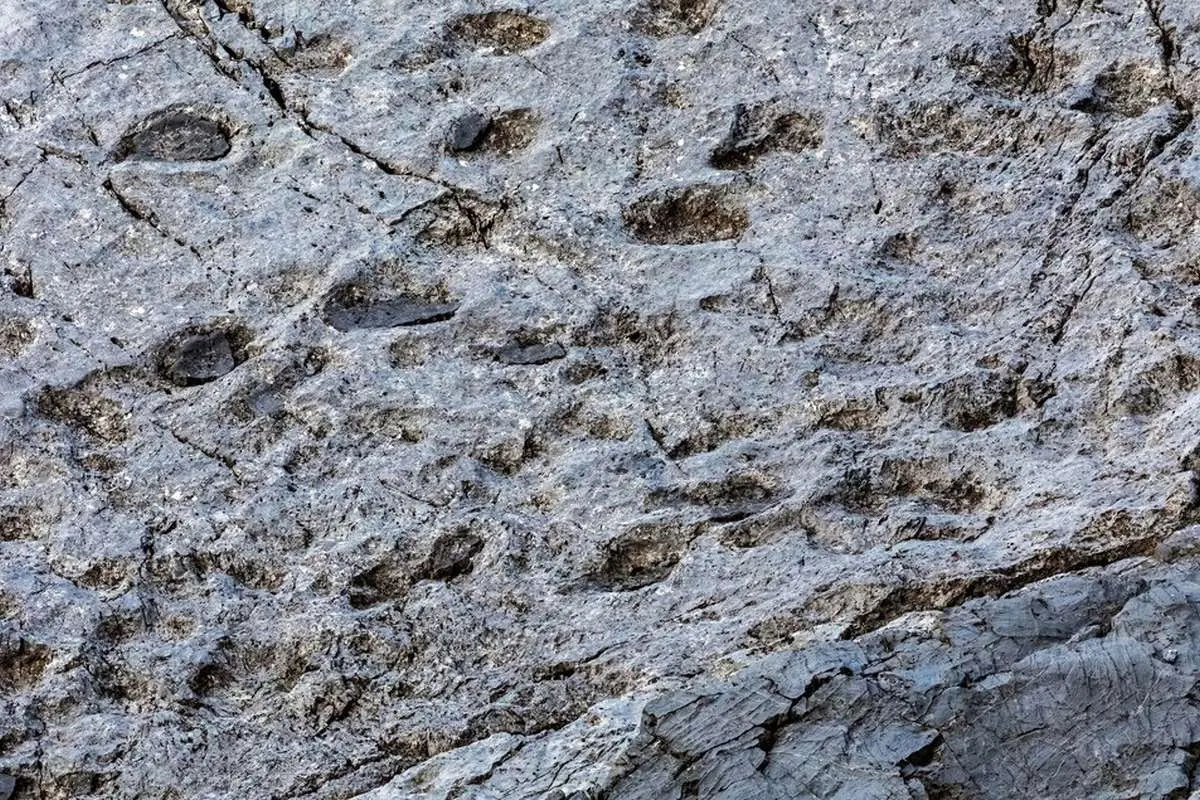 کشف هزاران ردپای دایناسور در شمال ایتالیا