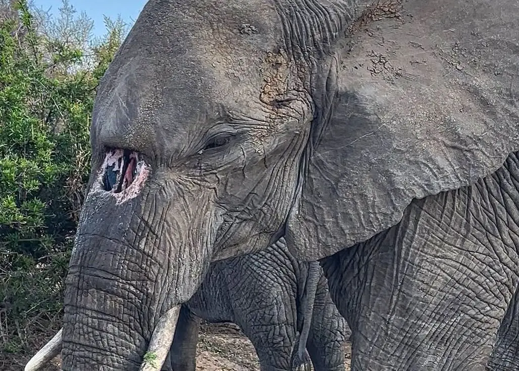 مشهورترین فیل پارک کروگر با سوراخ مادرزادی در خرطوم