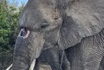 مشهورترین فیل پارک کروگر با سوراخ مادرزادی در خرطوم