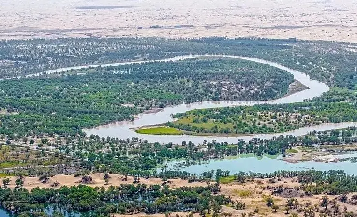 پشت پرده کاشت ۶۶ میلیارد درخت در حاشیه بیابان‌های چین