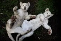 رونمایی از دو شیر سفید نادر 
