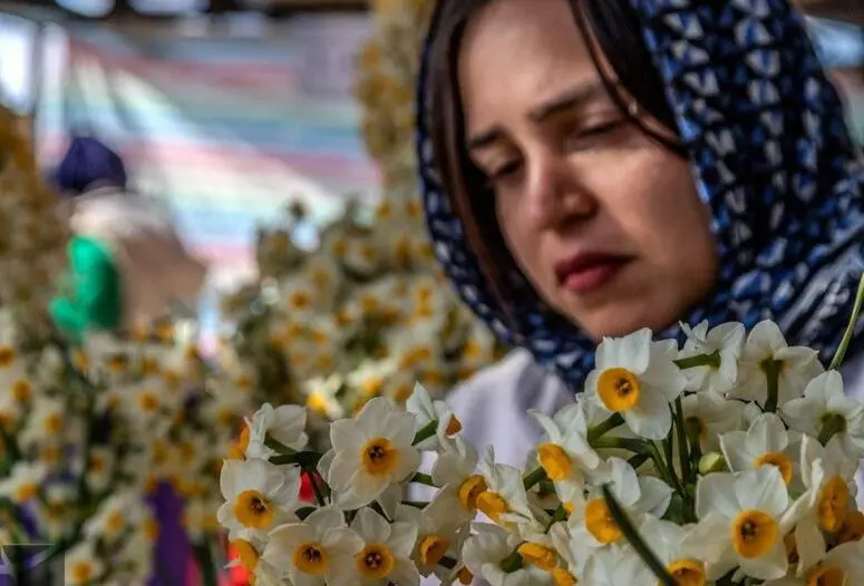 تصاویر؛ عطر گل نرگس در مازندران