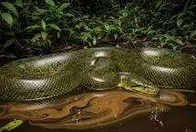 ۵۰۰ کیلو وحشت؛ بزرگ‌ترین مار جهان کشف شد!