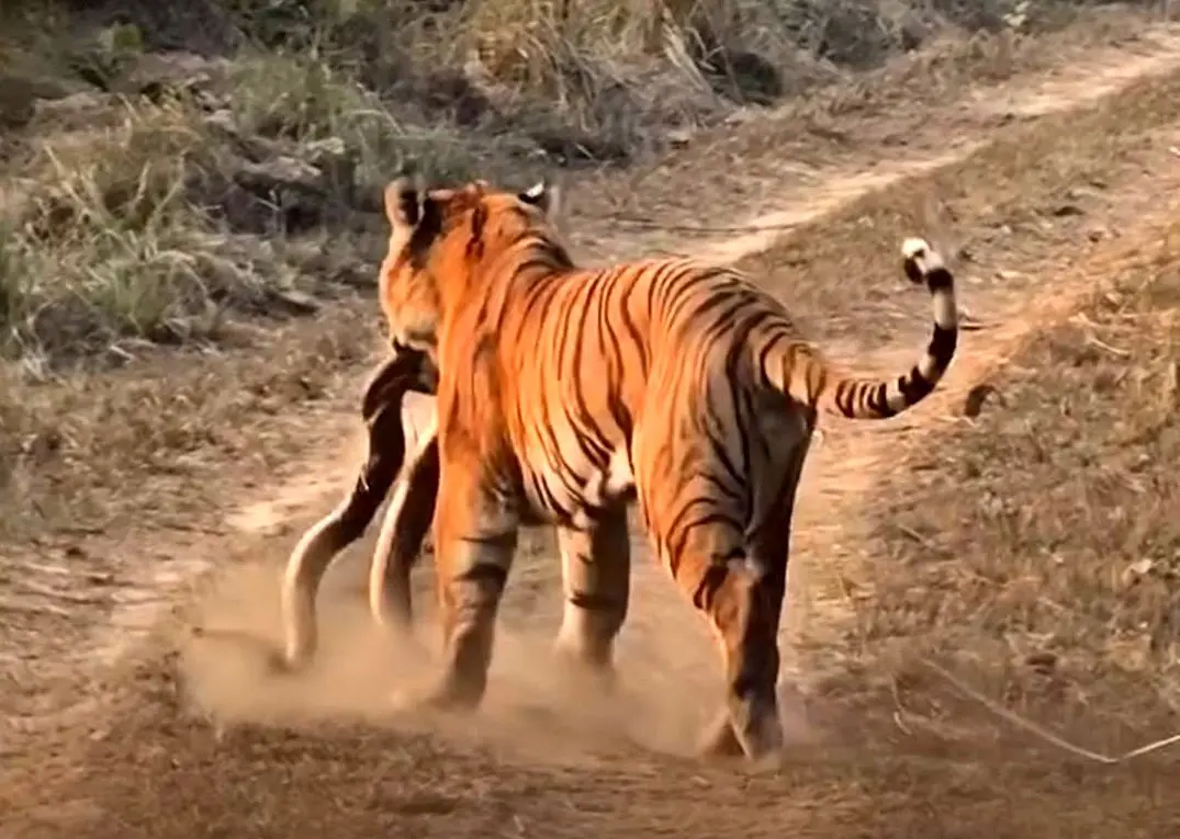 لحظه‌ای کمیاب در حیات وحش؛ ببر یک مار پیتون را شکار کرد
