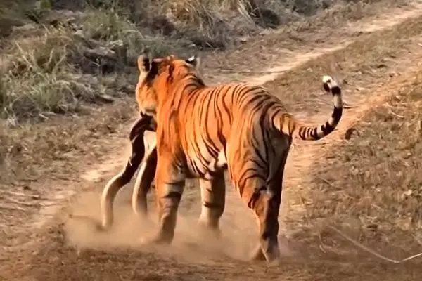 لحظه‌ای کمیاب در حیات وحش؛ ببر یک مار پیتون را شکار کرد
