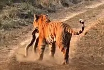 لحظه‌ای کمیاب در حیات وحش؛ ببر یک مار پیتون را شکار کرد
