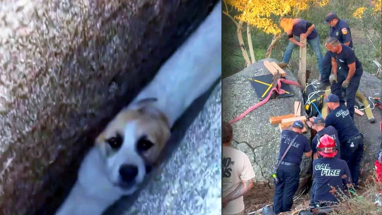 ببینید؛ نجات توله‌سگ گرفتار میان دو تخته‌سنگ