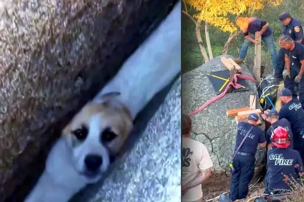 ببینید؛ نجات توله‌سگ گرفتار میان دو تخته‌سنگ