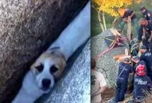 ببینید؛ نجات توله‌سگ گرفتار میان دو تخته‌سنگ