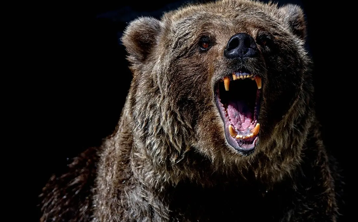 ببینید؛ فرار باورنکردنی گوزن با پریدن از روی سر خرس  