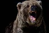 ببینید؛ فرار باورنکردنی گوزن با پریدن از روی سر خرس