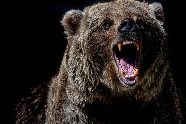 ببینید؛ فرار باورنکردنی گوزن با پریدن از روی سر خرس  