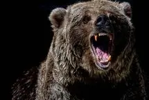 ببینید؛ فرار باورنکردنی گوزن با پریدن از روی سر خرس  