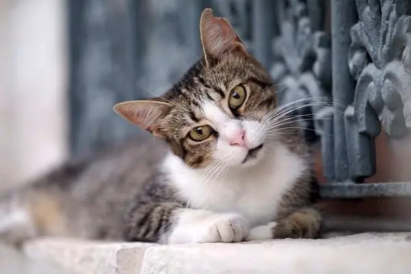 گربه سارق آژیر بانک را به صدا درآورد