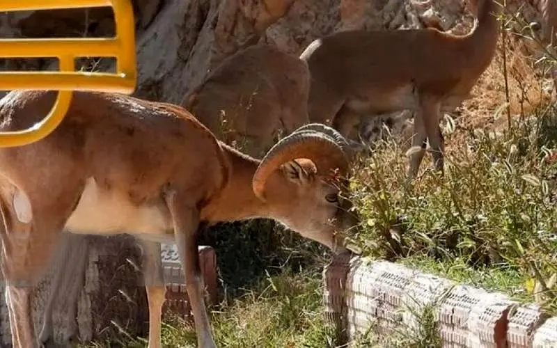 خشکسالی‌ کل و قوچ‌های تپال را به معابر شهری کشاند 