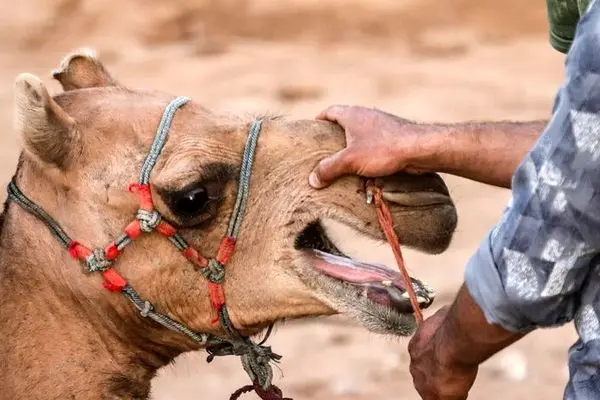 تصاویر؛ مسابقات شترسواری در شاهدیه یزد