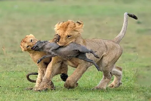 ببینید؛ بچه گراز و بهترین جاخالیِ دنیا از مقابل شیرها