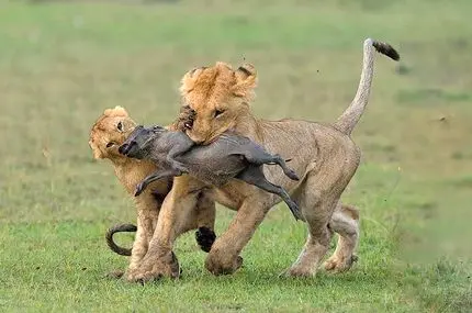 ببینید؛ بچه گراز و بهترین جاخالیِ دنیا از مقابل شیرها