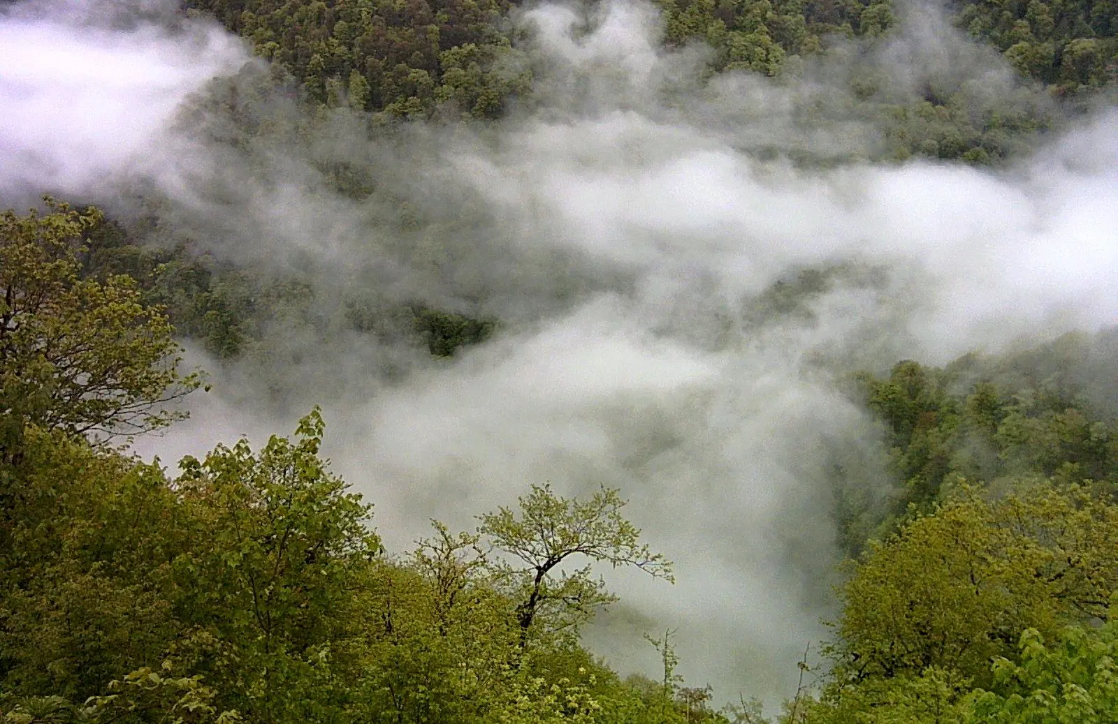 تورهای مسافرتی باعث آتش‌سوزی جنگل‌های الیت شدند؟
