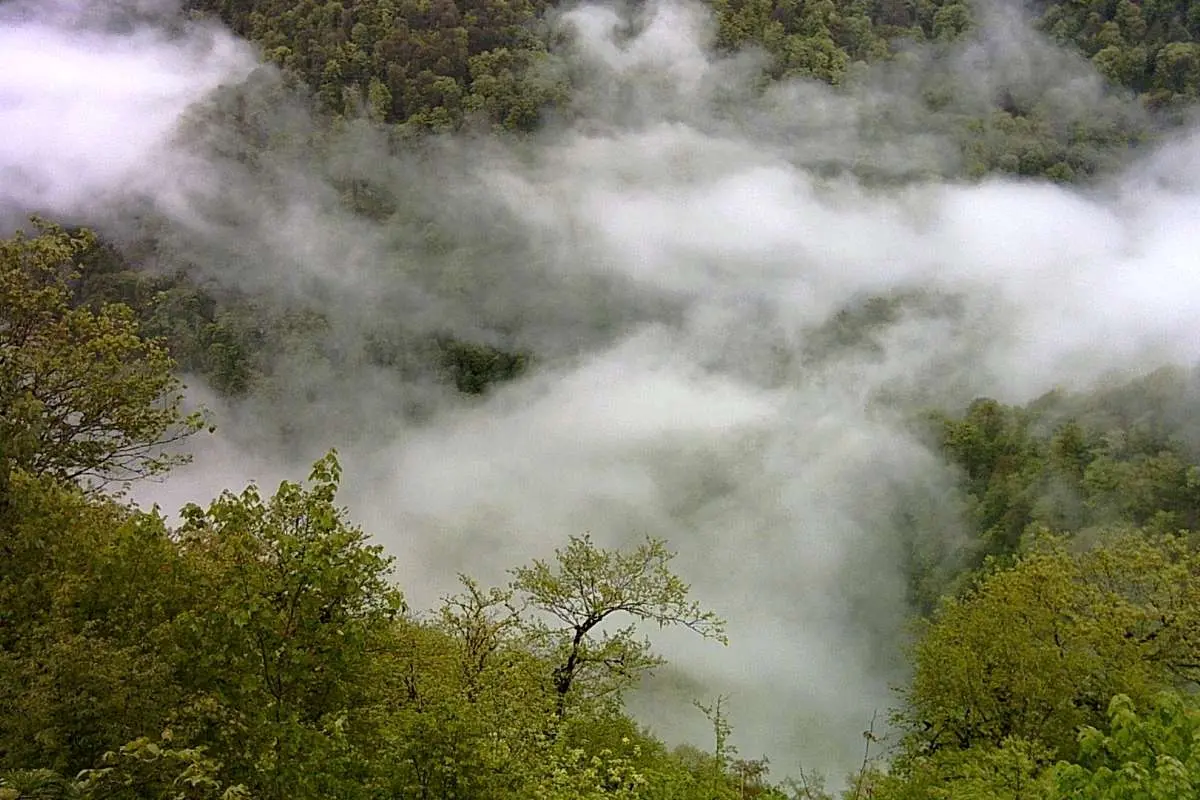 بسیاری از درختان الیت از آتش‌سوزی جان سالم به دربرده‌اند