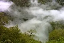 بسیاری از درختان الیت از آتش‌سوزی جان سالم به دربرده‌اند