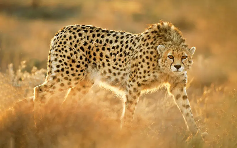 ثبت تصویری جدید از «تلما»، ماده‌یوز آسیایی در توران