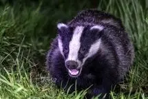 عملیات دشوار برای رهایی گورکن وحشت‌زده از حصار
