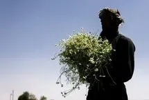تصاویر؛ برداشت بابونه در اصفهان